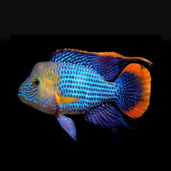 Green Terror Cichlid