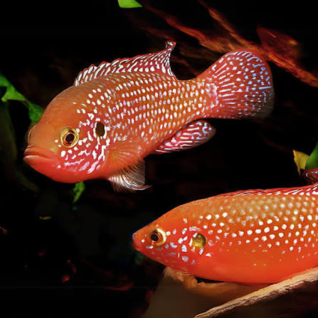 Jewel Cichlid