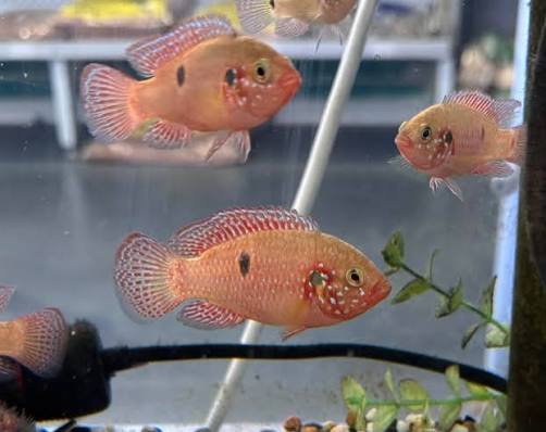 Jewel Cichlid