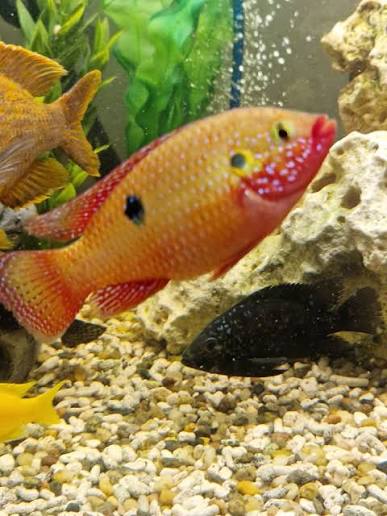 Jewel Cichlid