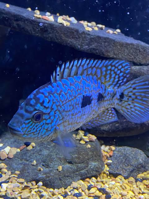 Texas Cichlid (Herichthys cyanoguttatus)