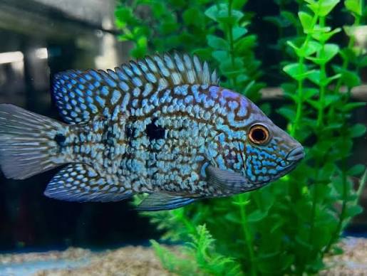 Texas Cichlid (Herichthys cyanoguttatus)