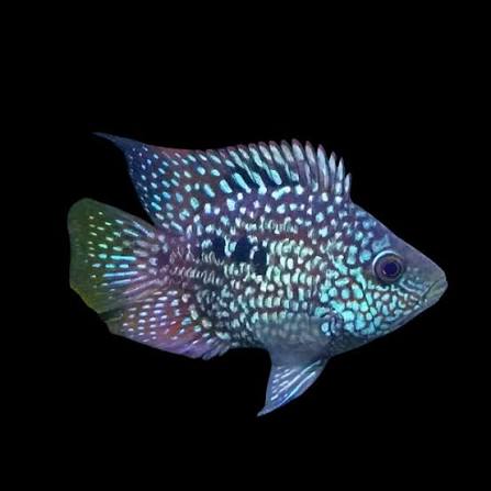 Texas Cichlid (Herichthys cyanoguttatus)