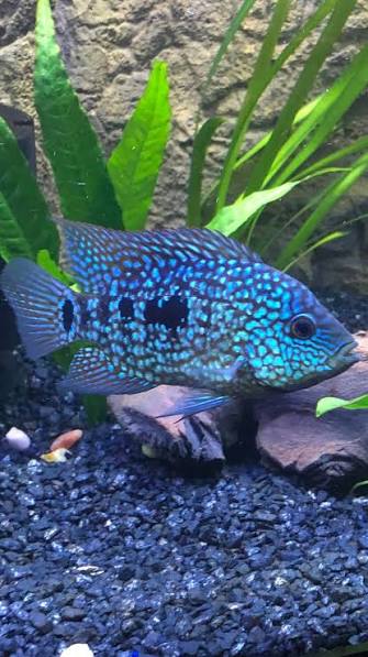 Texas Cichlid (Herichthys cyanoguttatus)