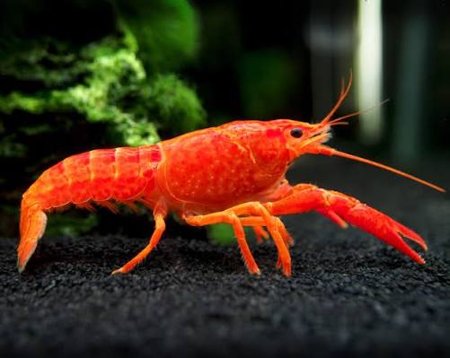 Red Crayfish  LOBESTER