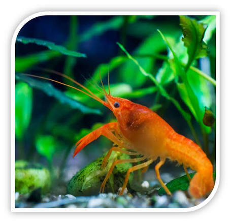 Red Crayfish  LOBESTER