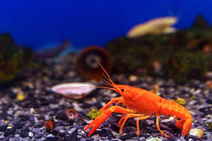 Red Crayfish  LOBESTER