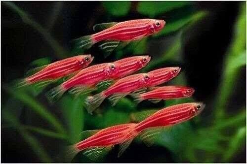 Zebra Danio Assorted