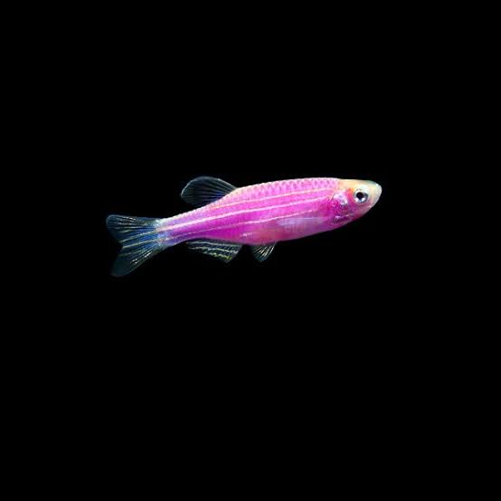Zebra Danio Assorted