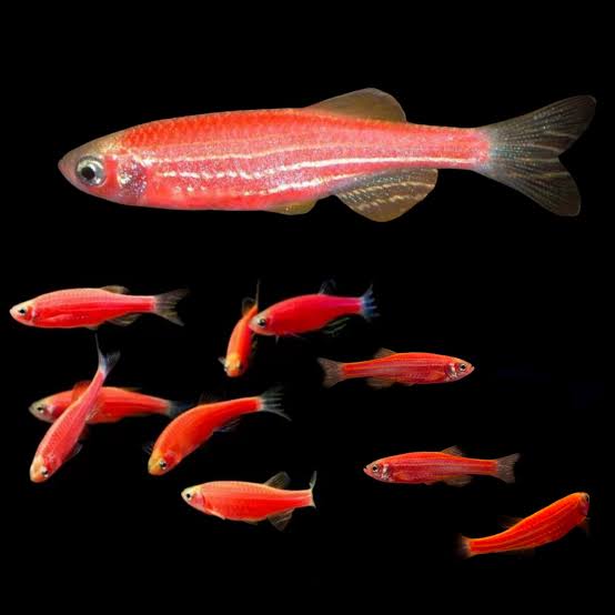 Zebra Danio Assorted