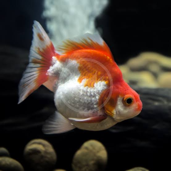 Red Butterfly Tail Goldfish