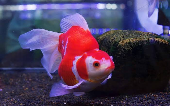 Red Butterfly Tail Goldfish