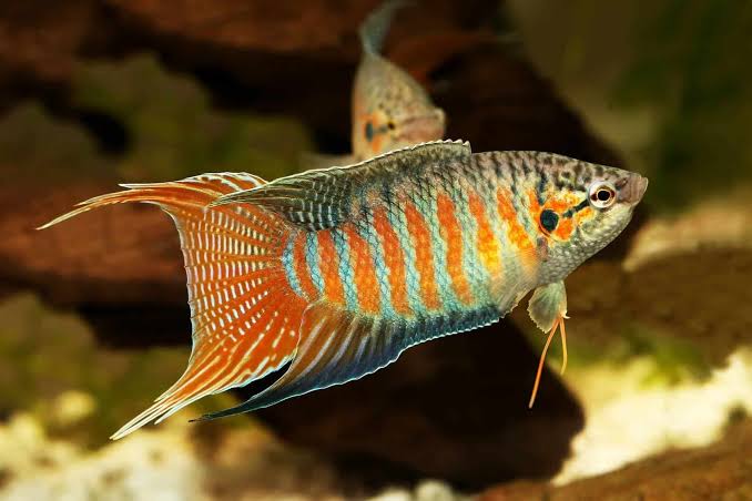 Paradise Gourami