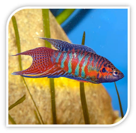 Paradise Gourami