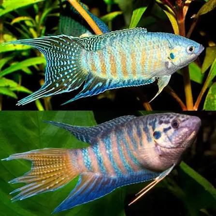 Paradise Gourami
