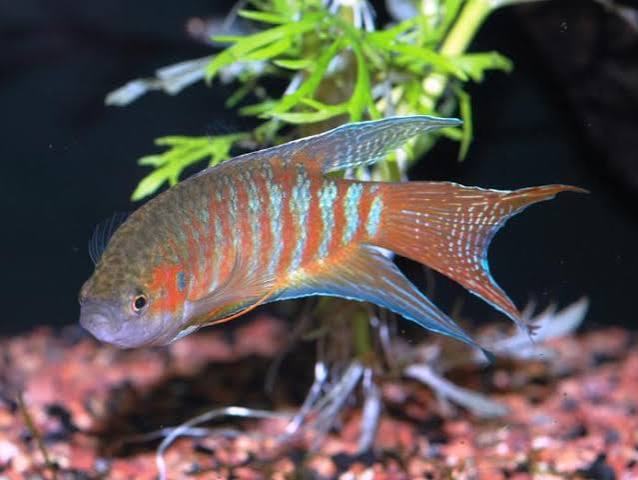 Paradise Gourami