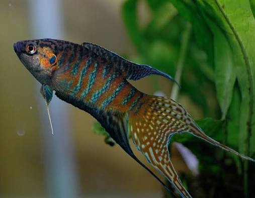 Paradise Gourami