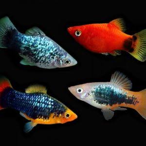 Assorted Platy
