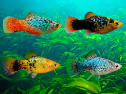 Assorted Platy