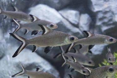 Silver Shark