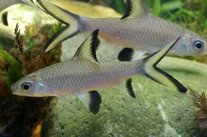 Silver Shark