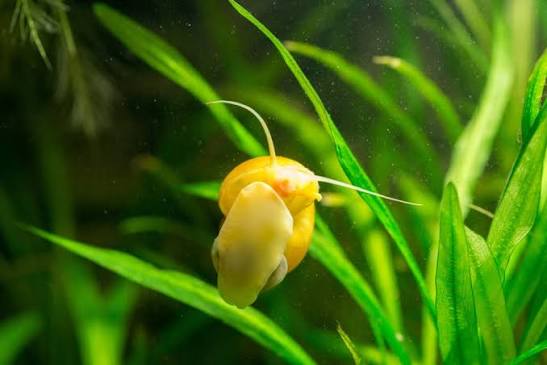 Yellow Apple Snail