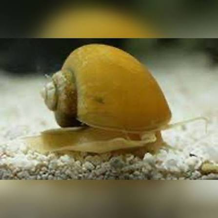 Yellow Apple Snail