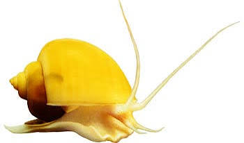 Yellow Apple Snail