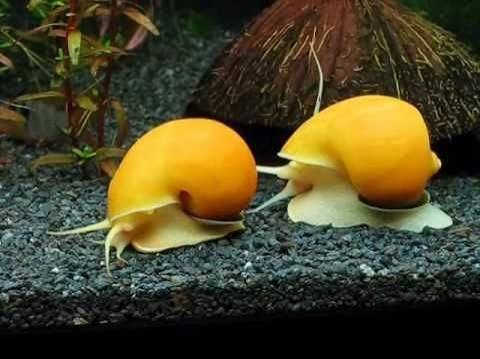 Yellow Apple Snail