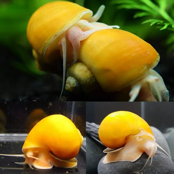 Yellow Apple Snail