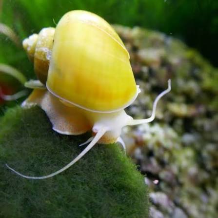 Yellow Apple Snail