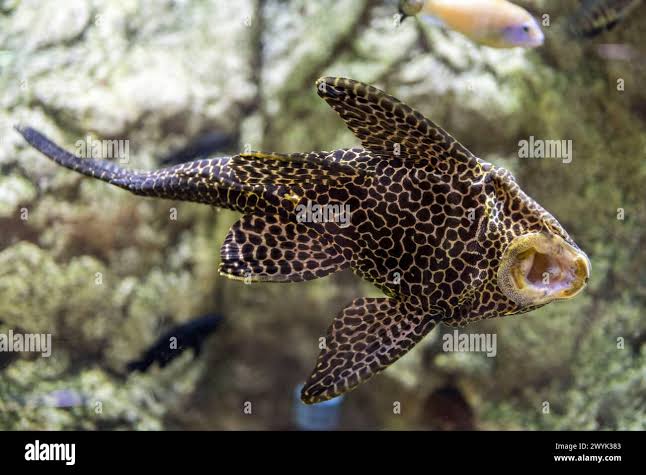 Suckermouth Black Pleco