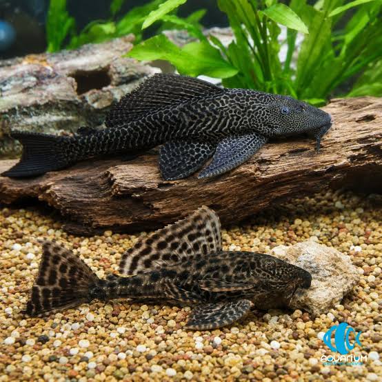 Suckermouth Black Pleco
