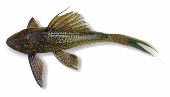 Suckermouth Black Pleco
