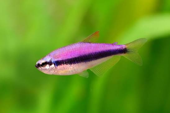 Blue Emperor Tetra (Nematobrycon palmeri)