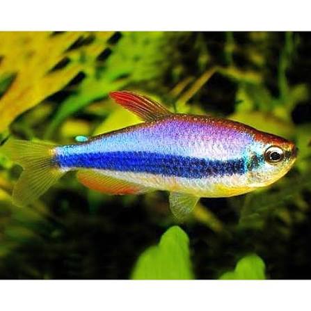 Blue Emperor Tetra (Nematobrycon palmeri)