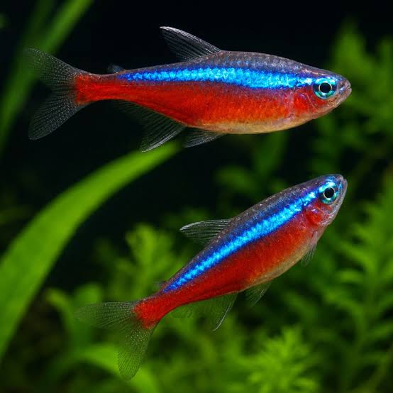 Cardinal Tetra