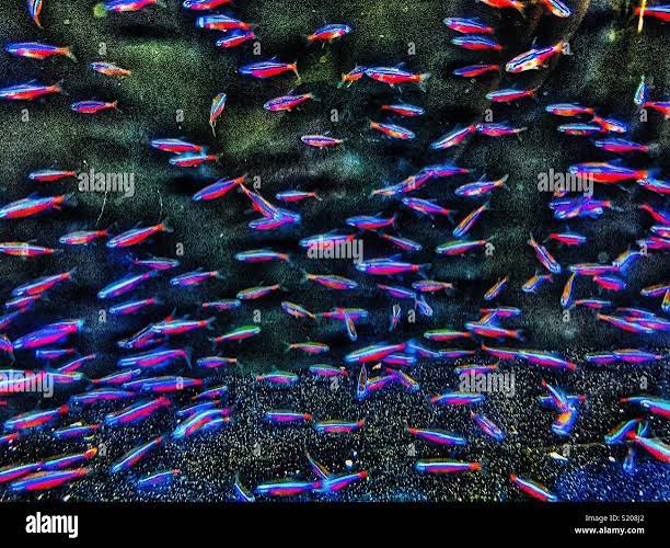 Cardinal Tetra