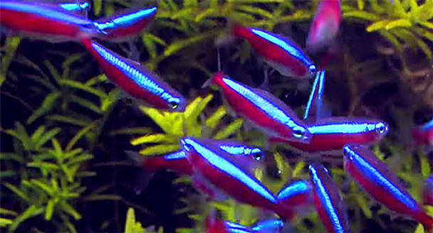 Cardinal Tetra