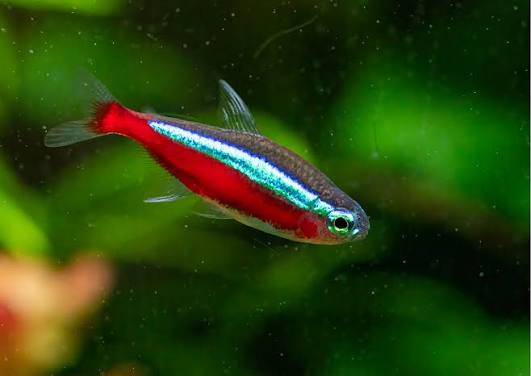 Cardinal Tetra