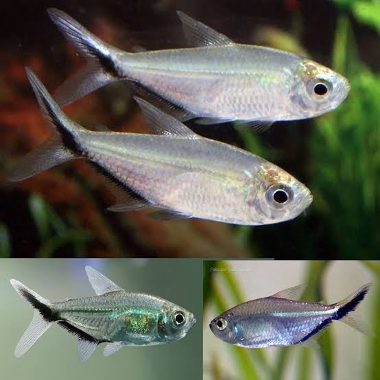 Costae Tetra