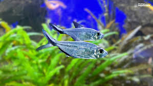 Costae Tetra