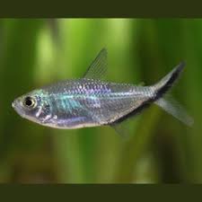 Costae Tetra