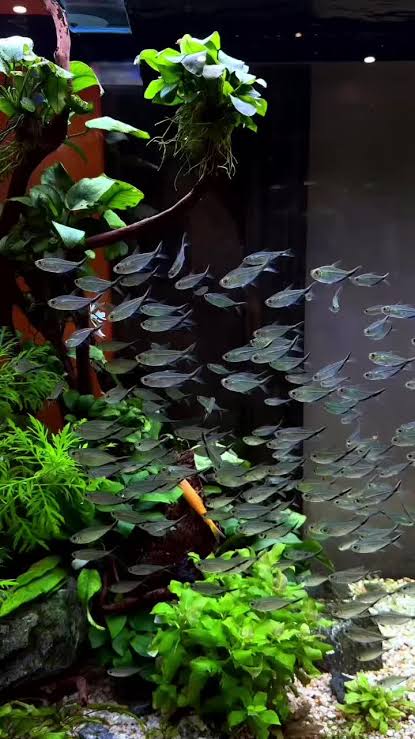 Costae Tetra