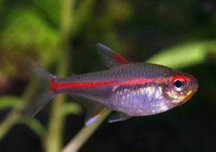 Glowlight Tetra
