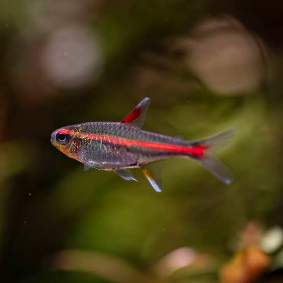 Glowlight Tetra