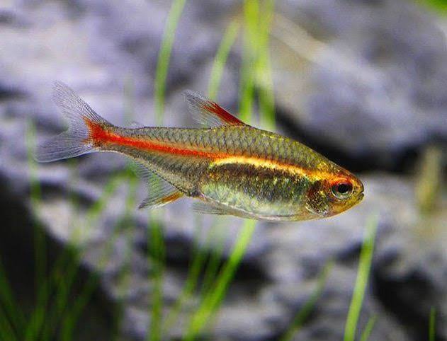 Glowlight Tetra