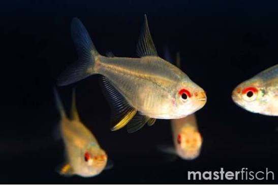 Lemon Tetra