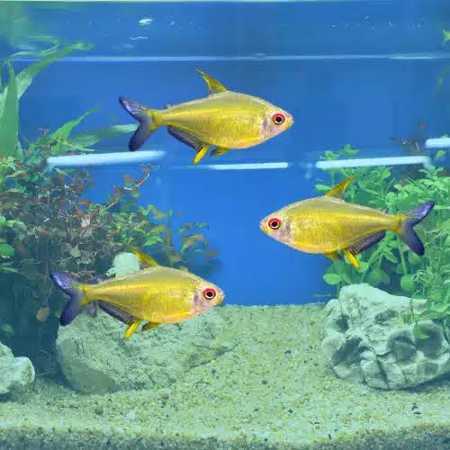 Lemon Tetra