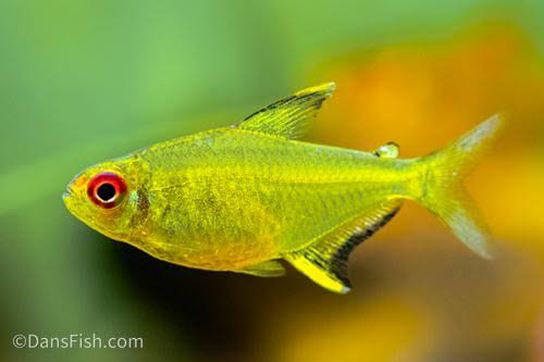 Lemon Tetra